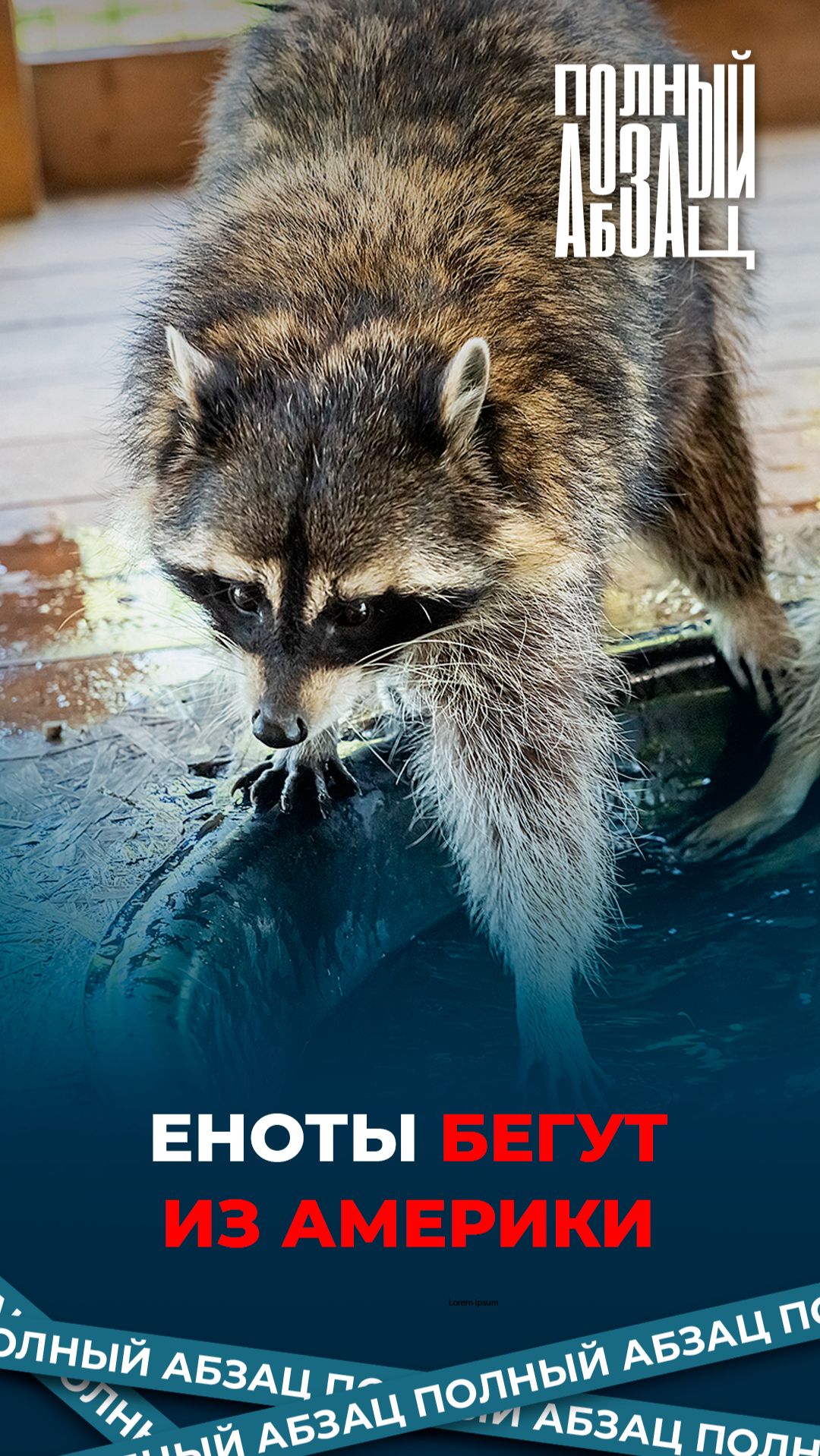 Еноты бегут из Америки смотреть онлайн