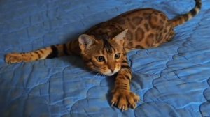 БЕНГАЛЬСКИЙ КОТИК😺