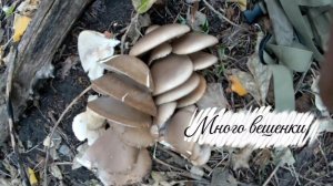 Вешенки море