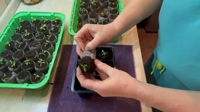 Перевалка Эустомы смотреть онлайн