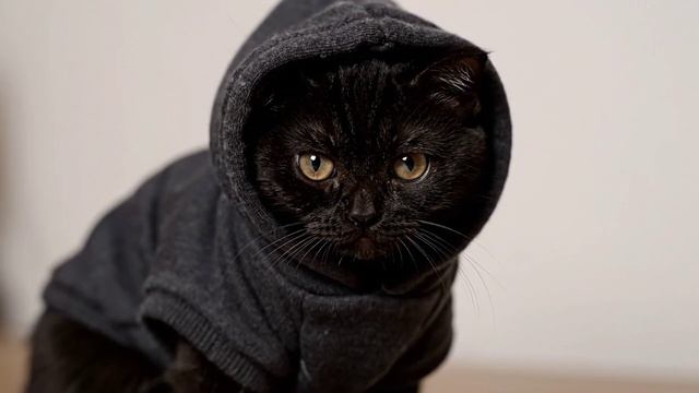 Я в январе — чисто этот кот 😹