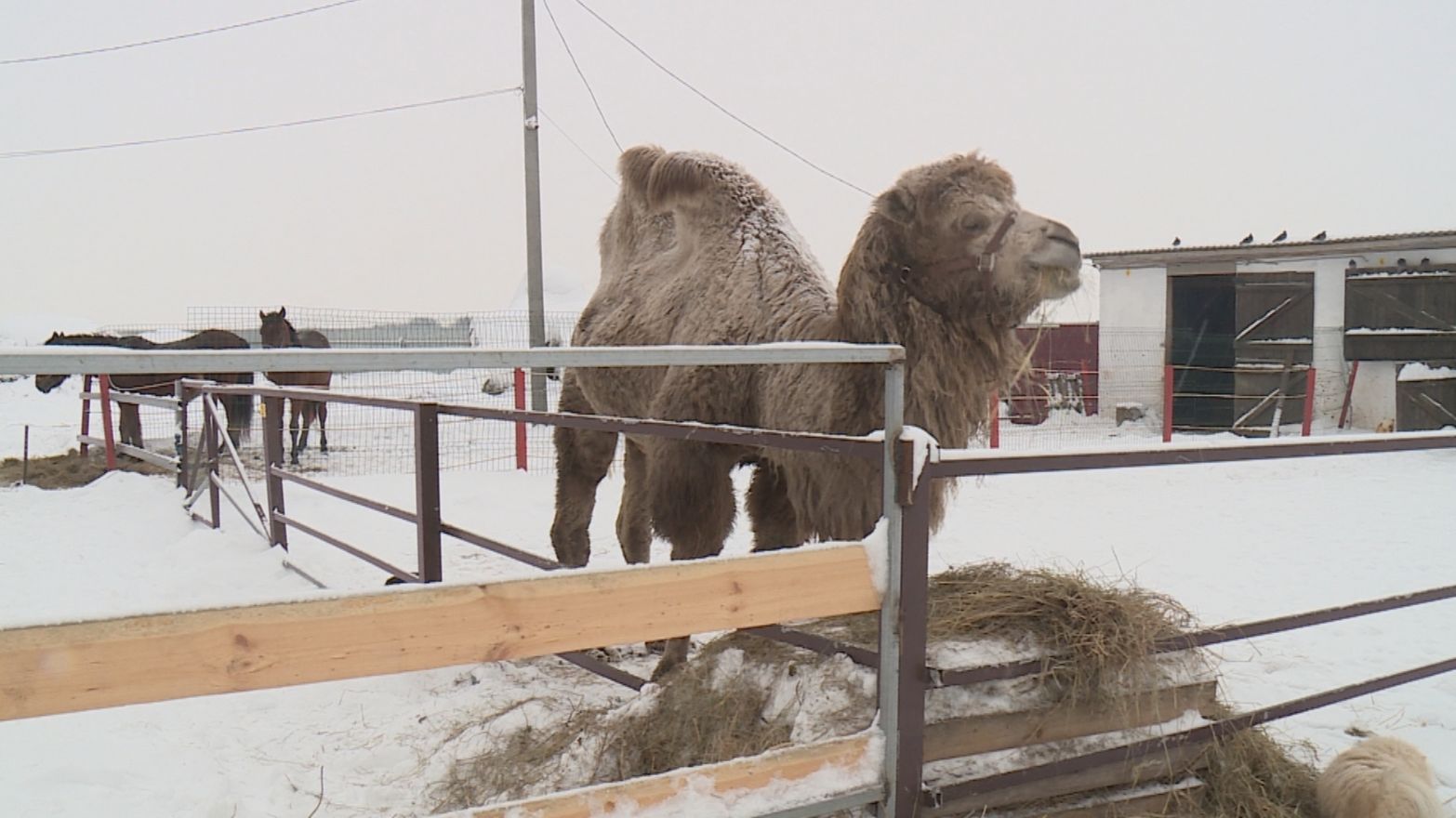 Актуальная тема - Ферма смотреть онлайн