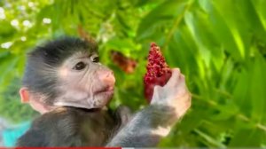 У Ангелины и Люси ОДИНАКОВЫЙ ВКУС- они обе не любят малину)))