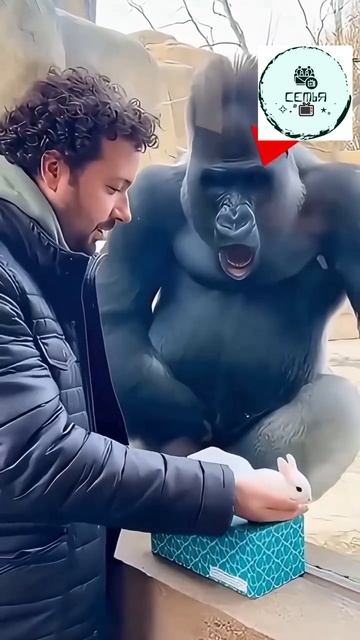 ФОКУС ДЛЯ ГАРИЛЫ смотреть онлайн