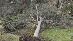 В сочинском "Дендрарии" спасают редкую сосну