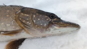 Волга 13 - 14 января 26 го