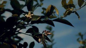 Трейлер фильма «Амандарины»