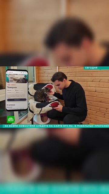 Т.Манул - попала в телевиденье ️вместе со своими кошками⬛кто бы мог подумать!?всем добра❤️ смотреть онлайн