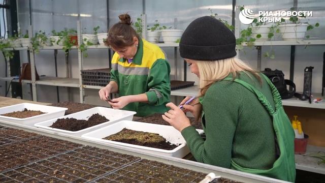 В Симферополе к весенней высадке подготовили около 25 тысяч цветов смотреть онлайн