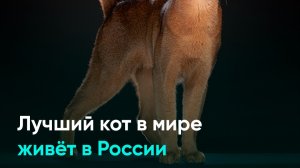 Лучший кот в мире живёт в России