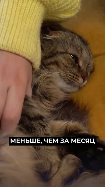 📍В Тюмени ямальцы открыли котокафе #новости #янао смотреть онлайн