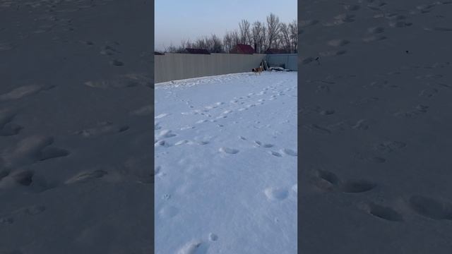 Наш питомец смотреть онлайн