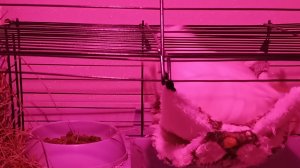 Прямая онлайн трансляция, морская свинка