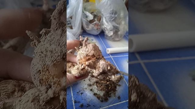 зачем мыть клубни георгин смотреть онлайн