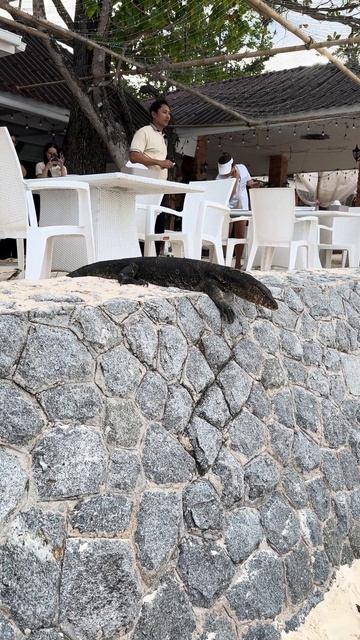 ШОК!!! Монстр в ресторане Таиланда #Racha island resort #море #sea #travel смотреть онлайн