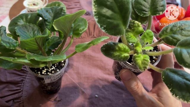 Покупки фиалок в новом 2026 году. смотреть онлайн