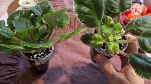 Покупки фиалок в новом 2026 году.