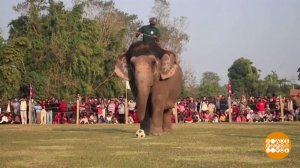 Слоны тоже играют в футбол. Доброе утро. Фрагмент выпуска от 15.01.2026