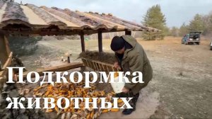 В Станично-Луганском лесхозе перед холодами подкармливают диких животных