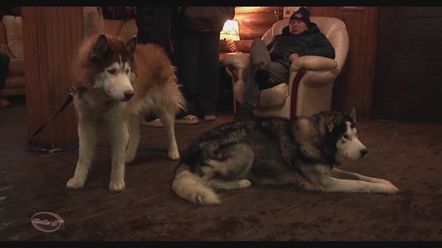 " Серебро севера " (10) " Хаски " смотреть онлайн