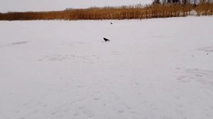 Свирь ну почти облом блин!