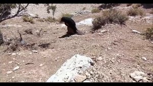 Фильм о семье кочевников Ирана /18  серия