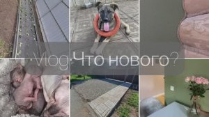 Vlog. Что нового?