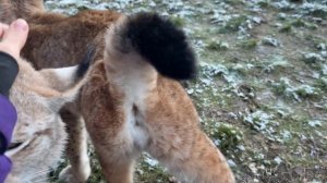 БОБКЭТ ЗАБАВНО ВОРЧИТ / Рысям надоело гулять / Котята первый раз увидели зеркало