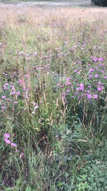 Ленобласть. Хвойное. 28.07.2024. Растение-Василек луговой, ранним утром. Эпизод 10