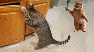Видео приколы КОТЫ - ХУЛИГАНЫ, НАГЛЕЦЫ!😼 СМЕШНЫЕ ПРИКОЛЫ ПРО ЖИВОТНЫХ😹