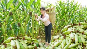 Собираю сладкую кукурузу и варю ее для продажи на сельском рынке. Нхат. Вьетнам