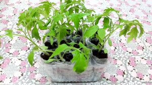 Отличный супер способ выращивания РАССАДЫ в УЛИТКЕ!