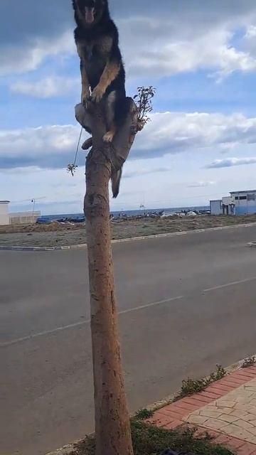 Высоко сижу смотреть онлайн