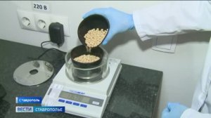 Ставропольские земледельцы готовят семена к весенним работам