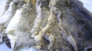 Выделка шкуры зайца в домашних условиях