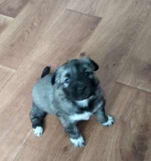 вечерние гетерезми