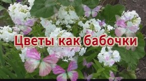 Цветы  - как бабочки, а бабочки - как МЫ....