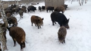 Охота на Кабана