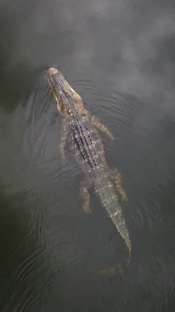 Американский аллигатор в водохранилище Чук-Каньон смотреть онлайн