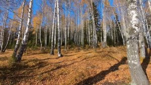 Осенняя рапсодия