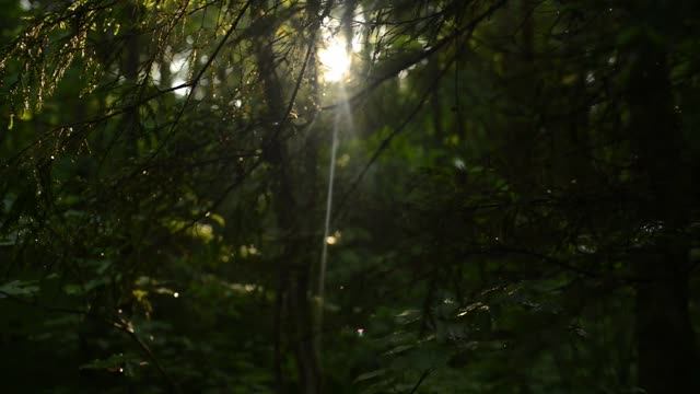 Паранормальное явление на раскопках в мрачном лесу. Чертовщина заметили только на видео. смотреть онлайн