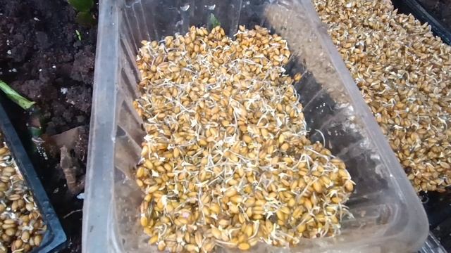 наше зерно спустя несколько дней смотреть онлайн