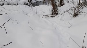 Проверка капканов. 14 января. Снова морозы.