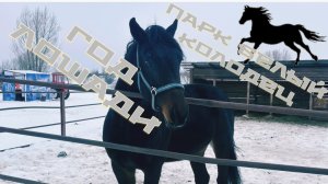 Парк Белый колодец. Лошади, бык, ламы