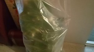 15-01-2026 уборка ёлки.