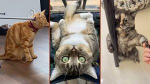 СМЕЙСЯ ДО СЛЁЗ 🤣 ВЕСЕЛАЯ ПОДБОРКА ПРИКОЛОВ С ЖИВОТНЫМИ😁