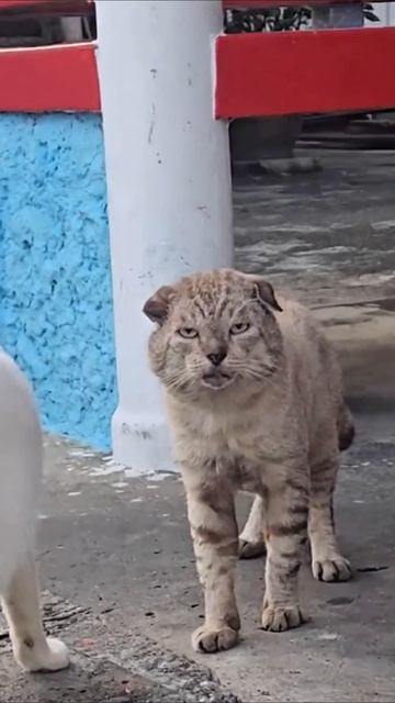 это он как так #ариколы #прикол #юмор смотреть онлайн