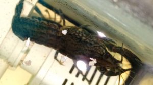 Мраморные раки, 15-01-2026. Умная колонка Маруся рассказывает анекдоты.