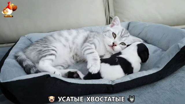 Котята и щенята 🐈🐶 Кошки и собаки 🤗 Милое видео про животных (64) смотреть онлайн