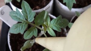 Лунный календарь посева семян томатов в 2026 году: когда сажать рассаду в январе, феврале и марте